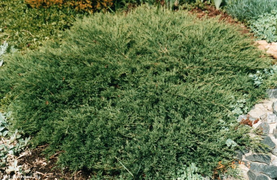 Можжевельник горизонтальный (распростертый) - Juniperus horizontalis 